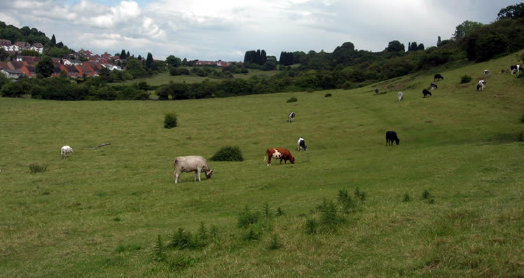 Ronkswood Hill Meadows - Cows grazing
