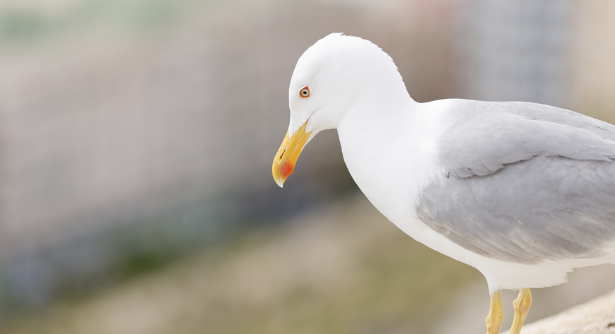 Gull looking down off buliding perch